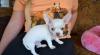 Puppies for sale Czech Republic, KE Chihuahua
