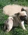 Puppies for sale Czech Republic, Olomouc Pug