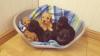 Puppies for sale Czech Republic, Dobrzhish Cocker Spaniel