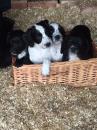 Puppies for sale Czech Republic, Gottwald Cocker Spaniel