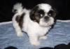 Puppies for sale Czech Republic, Jihlava Shih Tzu