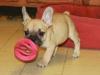 Puppies for sale Czech Republic, Luhacovice French Bulldog