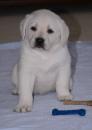 Puppies for sale Czech Republic, Hradec Kralove Labrador