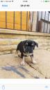 Puppies for sale Czech Republic, Bratislava French Bulldog