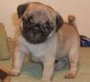 Puppies for sale Czech Republic, Cheb Pug