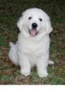 Puppies for sale Czech Republic, Banska Bystrica Golden Retriever