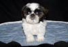 Puppies for sale Latvia, Bauska Shih Tzu