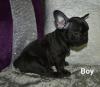 Puppies for sale Latvia, Ventspils French Bulldog