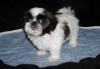 Puppies for sale Latvia, Talsi Shih Tzu