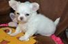 Puppies for sale Latvia, Tukums Chihuahua