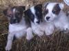 Puppies for sale Latvia, Kuldiga Fokxterer