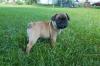 Buy a dog Latvia, Jelgava Pug