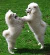 Puppies for sale Azerbaijan, Lankaran Yorkshire Terrier