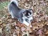 Puppies for sale Hungary, Budapest German Shepherd Dog, Siberian Husky