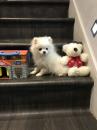 Puppies for sale Sweden, Stockholm Pomeranian Spitz