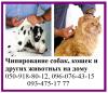 Ветеринарные услуги Украина, Харьков Чипирование собак, кошек и других животных на дому