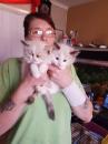 Kittens for sale USA, California, San Jose Ragdoll