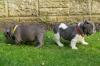 Puppies for sale USA, California French Bulldog
