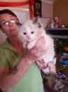 Kittens for sale USA, California, Los Angeles Ragdoll