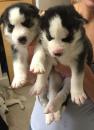 Puppies for sale Russia, Barnaul French Bulldog