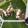 Puppies for sale Ukraine, Donetsk Chinese Shar Pei
