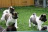 Puppies for sale Canada, Manitoba Akita