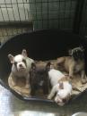 Dogs free United Kingdom, Belfast French Bulldog