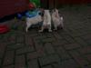 Puppies for sale Azerbaijan, Azerbaijan Pug
