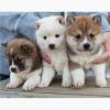 Puppies for sale Canada, Ontario Shillers cur