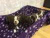 Puppies for sale Latvia, Jekabpils Boston Terrier