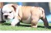 Puppies for sale Finland, Helsinki English Bulldog