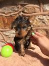 Puppies for sale USA, Alabama Yorkshire Terrier