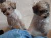 Puppies for sale USA, Alabama Sheltie (Shetland Sheepdog)
