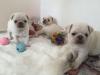 Puppies for sale USA, Alabama Pug