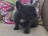 Puppies for sale USA, Texas, Dallas French Bulldog