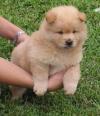 Puppies for sale Malta, Valletta Chow Chow