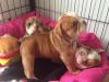 Puppies for sale Austria, Vienna English Bulldog