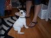 Puppies for sale Austria, Linz French Bulldog