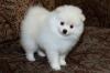 Dogs free Belgium, Antwerp Pomeranian Spitz