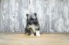 Puppies for sale USA, California Other breed