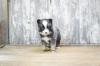Puppies for sale USA, Texas, San Antonio Other breed
