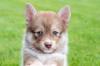 Puppies for sale USA, New York, New York Other breed