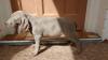 Puppies for sale Russia, CA Weimaraner