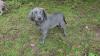 Dogs free United Kingdom, Blackburn Weimaraner