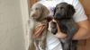 Puppies for sale Estonia, Tartu Weimaraner