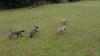 Puppies for sale USA, Rhode Island Weimaraner