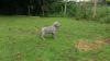 Buy a dog USA, New York, New York Weimaraner