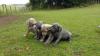 Puppies for sale Canada, Alberta Weimaraner