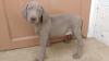 Buy a dog Uzbekistan, Samarkand Weimaraner