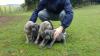 Puppies for sale Estonia, Tallinn Weimaraner